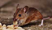 24 Hour & Emergency Exterminators in Ellison Bay, WI